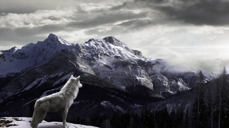 White Wolf on Mountain — Gray
