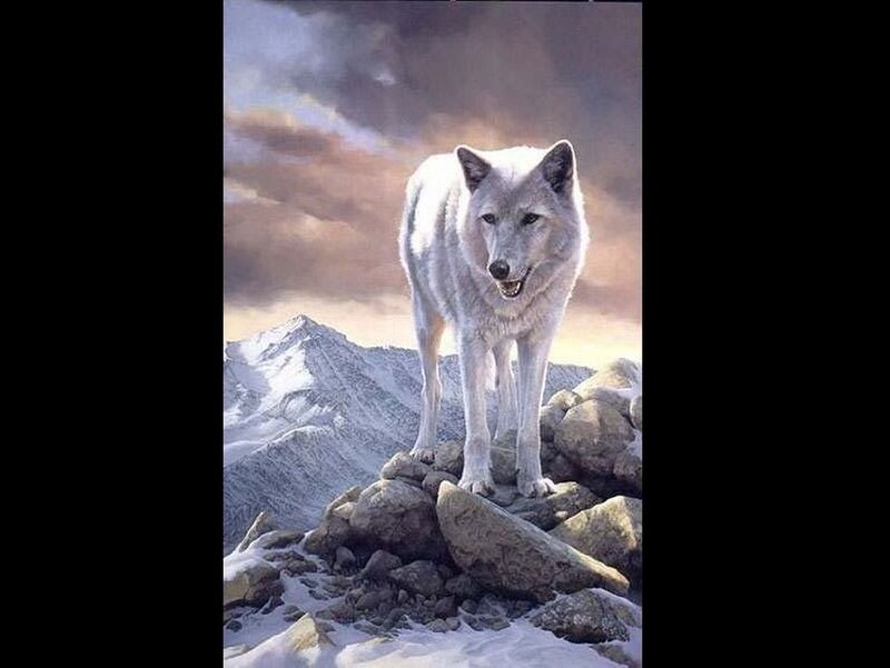 White Wolf on Mountain