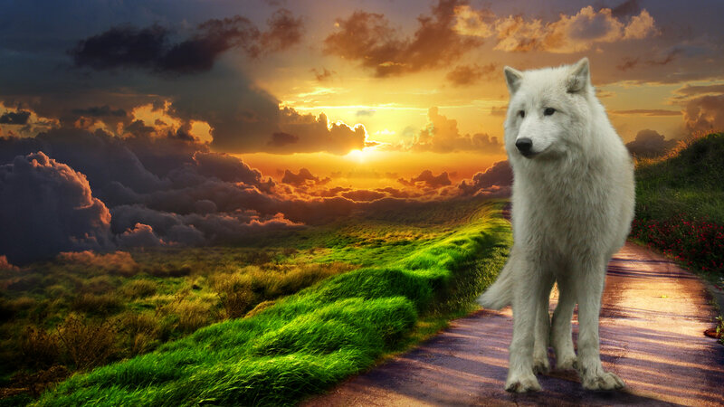 White Wolf on Path
