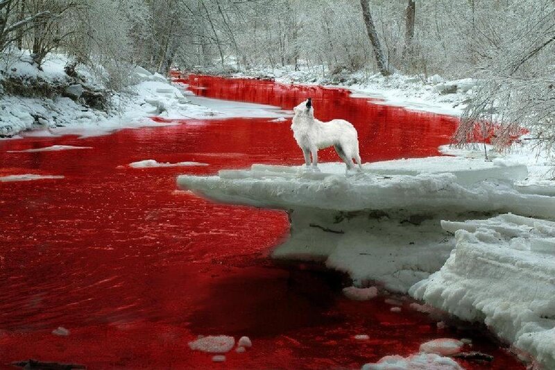 White wolf on red river