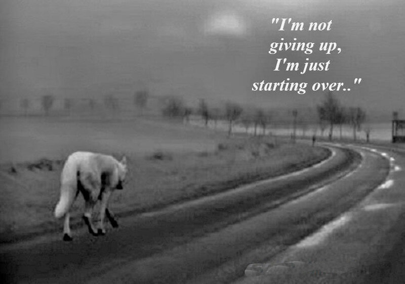 White Wolf on Road — Black