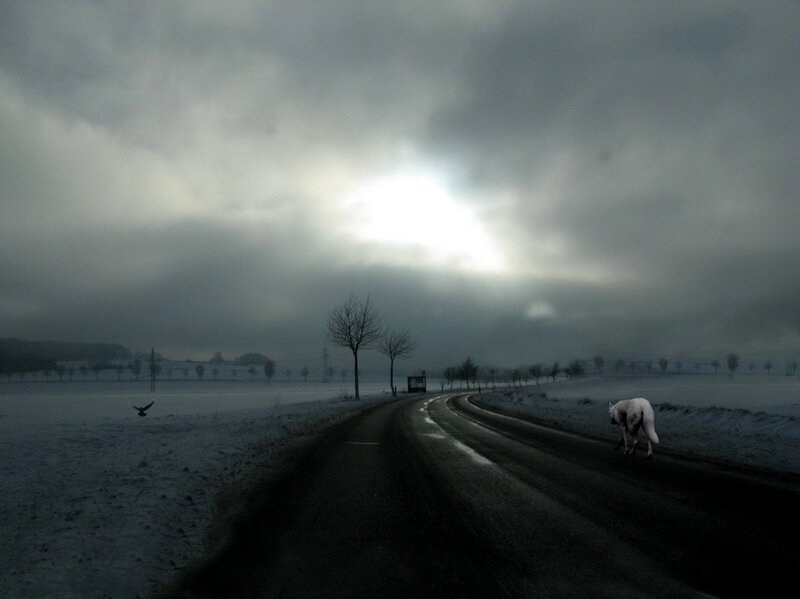 White Wolf on Road
