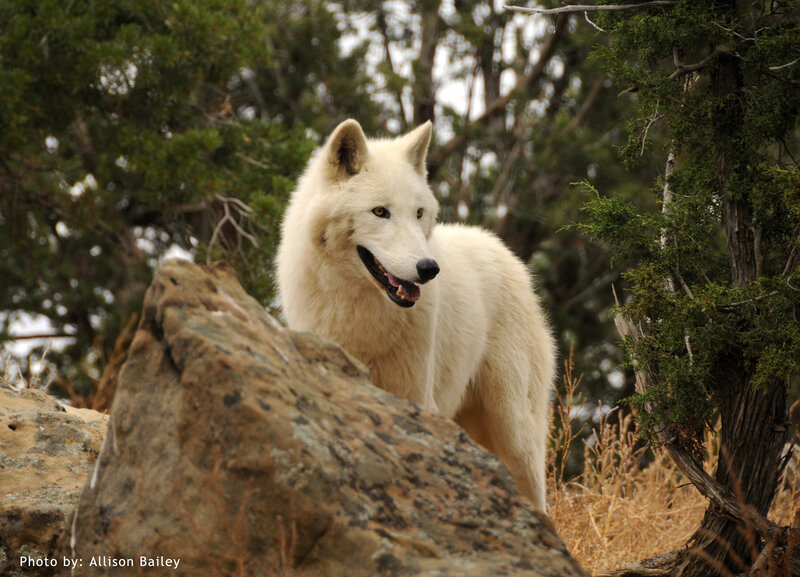 White Wolf on Rock — Alert, Afternoon