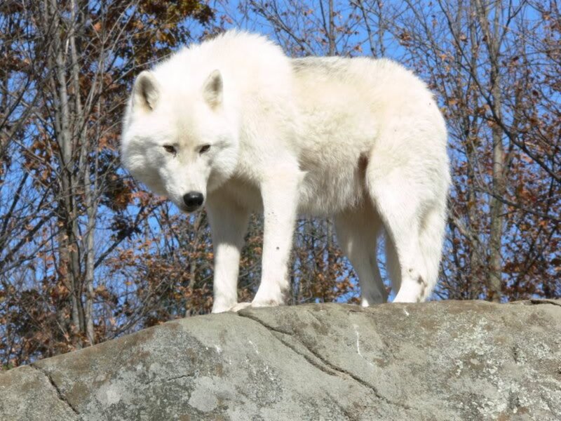White Wolf on Rock — Alert, Autumn