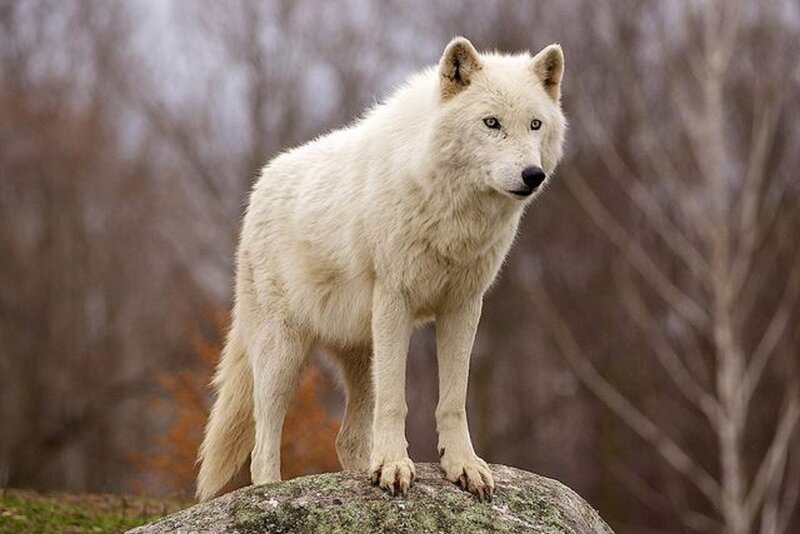 White Wolf on Rock — Alert, Winter, Photograph