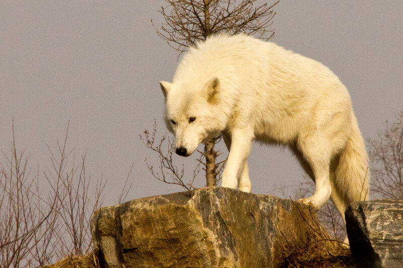 White Wolf on Rock — Alert, Winter