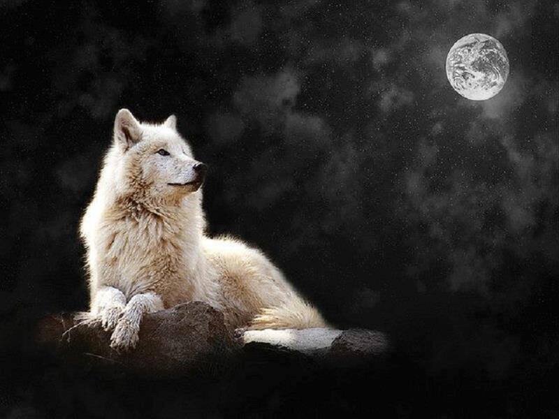 White Wolf on Rock — Black, Dramatic
