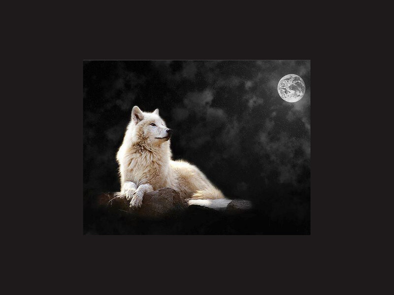 White Wolf on Rock — Black