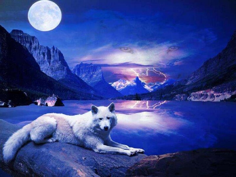 White Wolf on Rock — Blue, Dramatic, Night