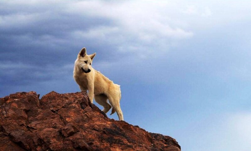 White Wolf on Rock — Blue, Dramatic, Photograph
