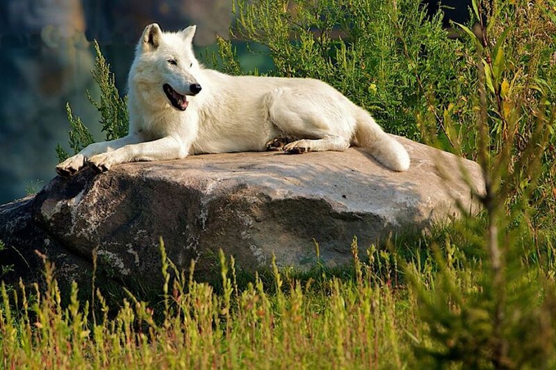 White Wolf on Rock — Calm, Afternoon, Photograph