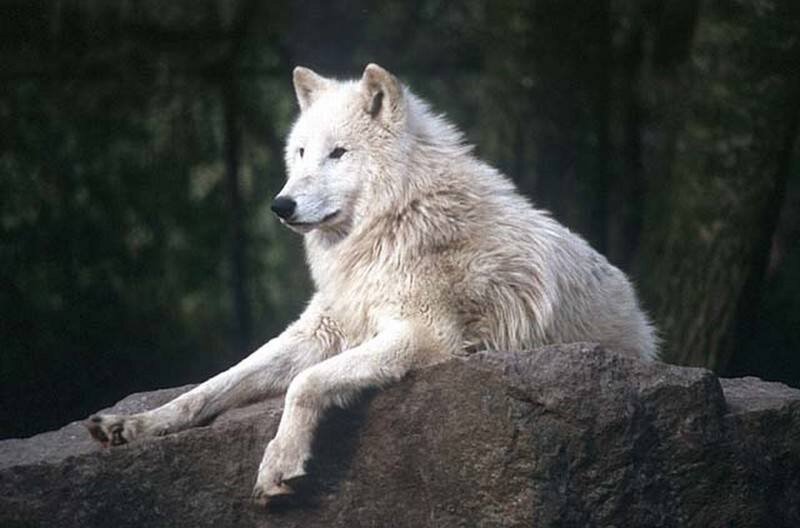 White Wolf on Rock — Calm, Photograph, Forest