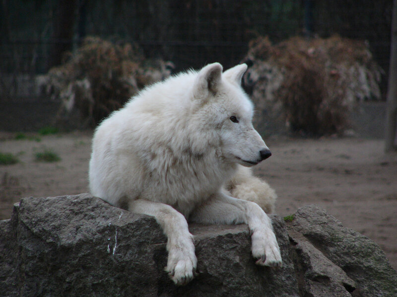 White Wolf on Rock — Calm, Photograph