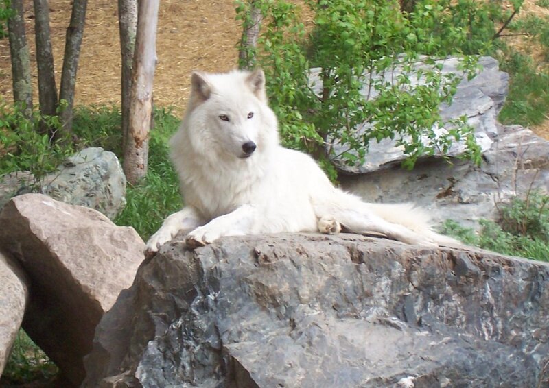 White Wolf on Rock — Calm