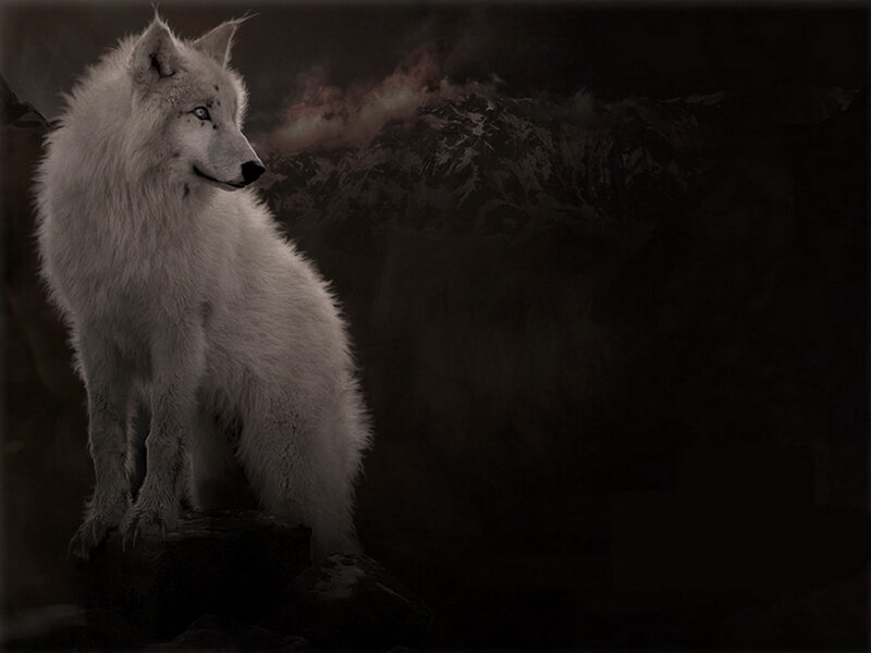 White Wolf on Rock — Dramatic, Night, Digital Art
