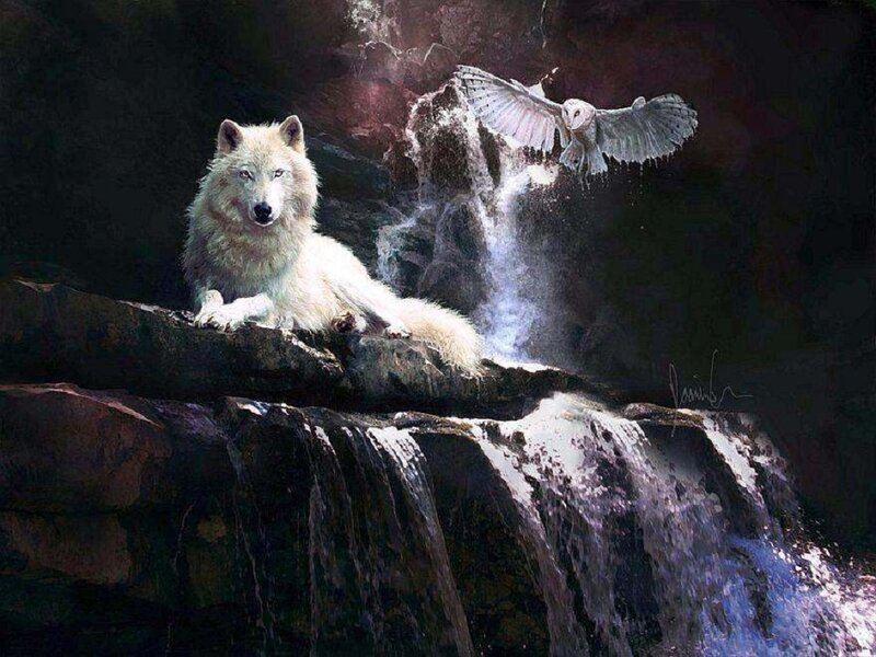 White Wolf on Rock — Dramatic, Night