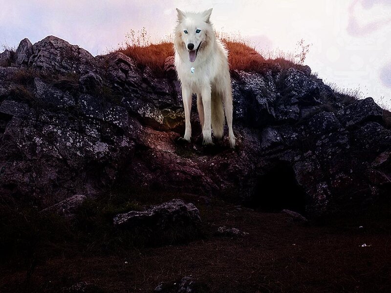 White Wolf on Rock — Dramatic, Sunset