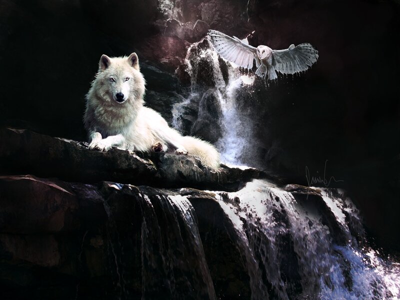 White Wolf on Rock — Dramatic