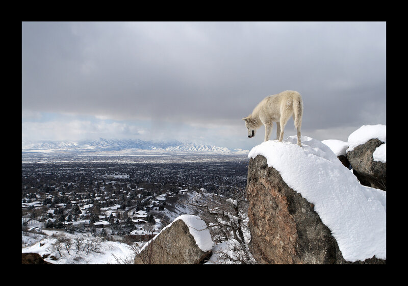 White Wolf on Rock — Dramatic, Winter
