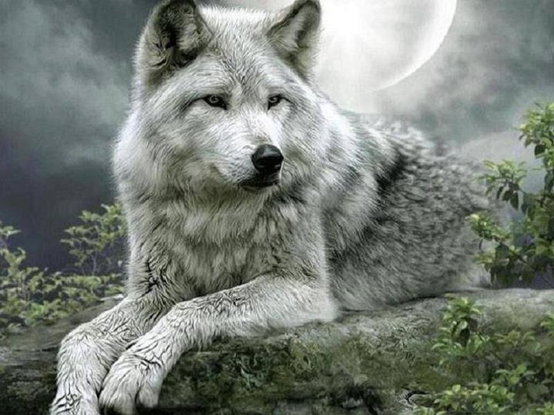 White Wolf on Rock — Gray, Dramatic