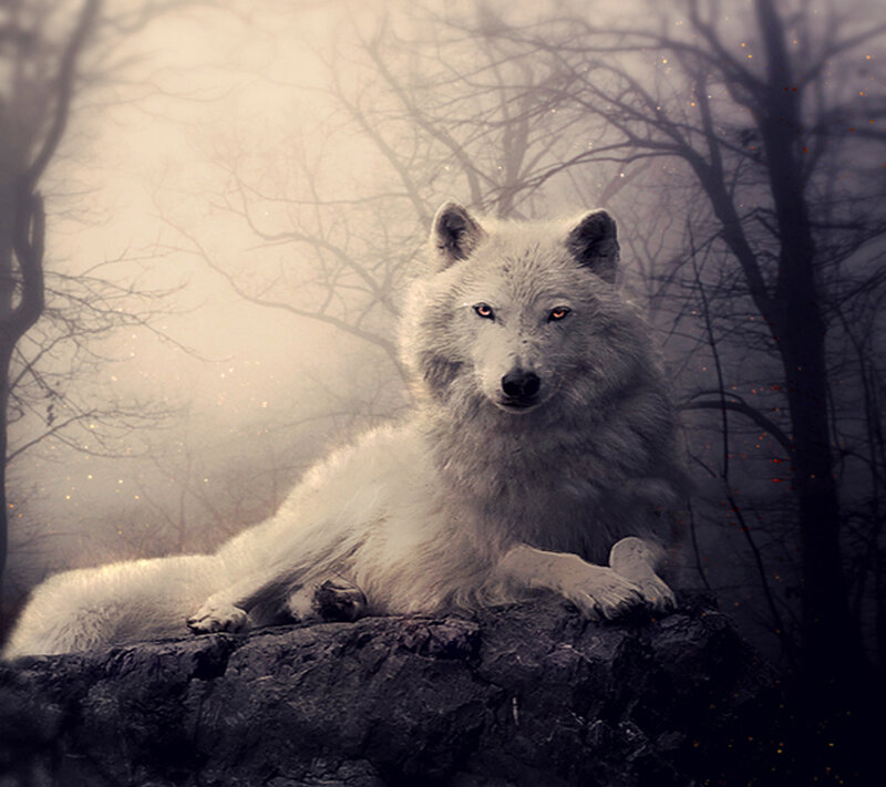 White Wolf on Rock — Gray, Mysterious