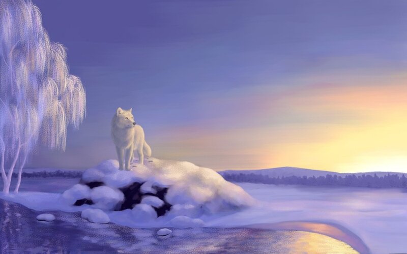 White Wolf on Rock — Purple
