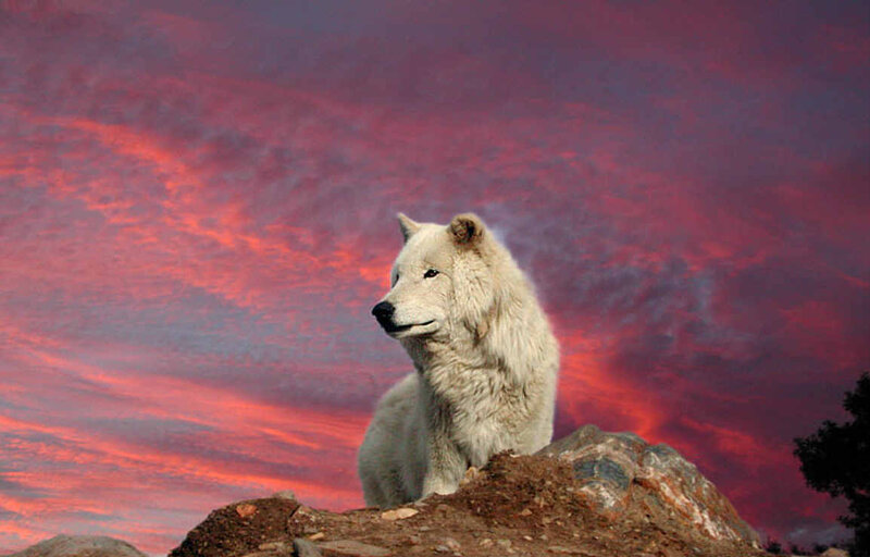 White Wolf on Rock — Red