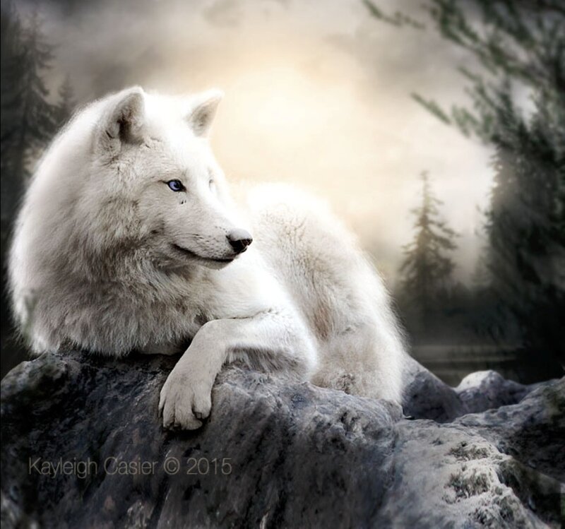 White Wolf on Rock — Serene, Morning