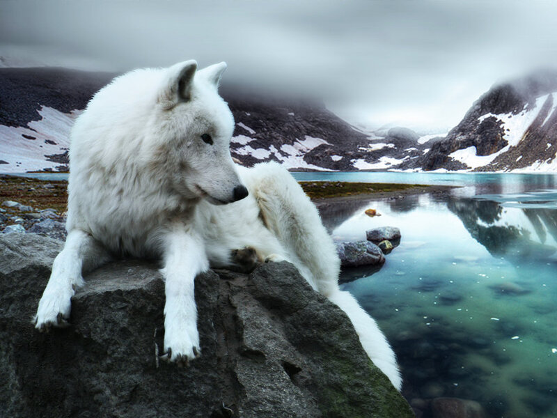 White Wolf on Rock — Serene