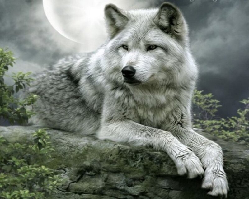 White Wolf on Rock