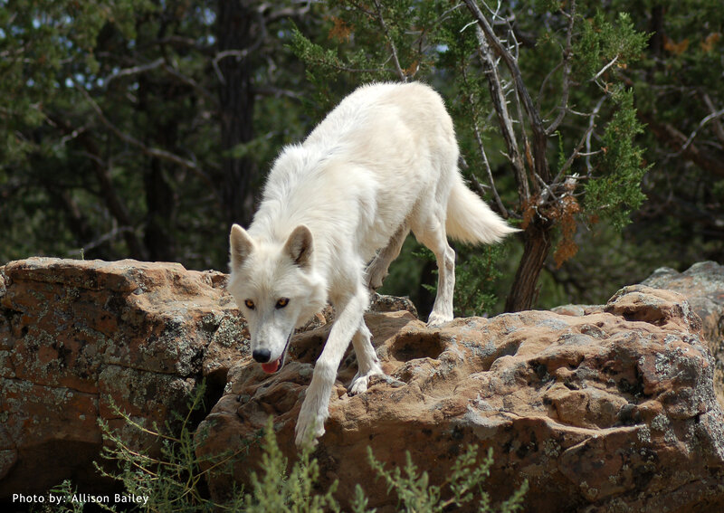 White Wolf on Rocks — Alert, Afternoon