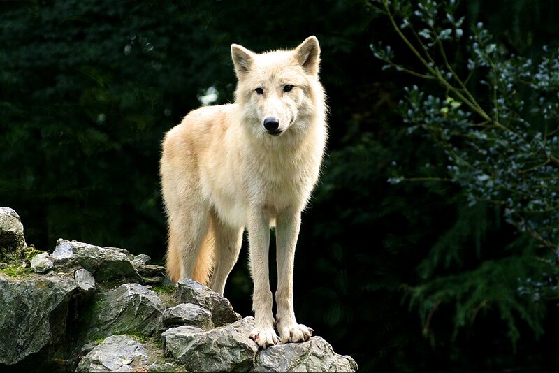 White Wolf on Rocks — Alert