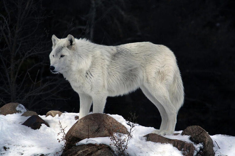 White Wolf on Rocks — Alert, Winter