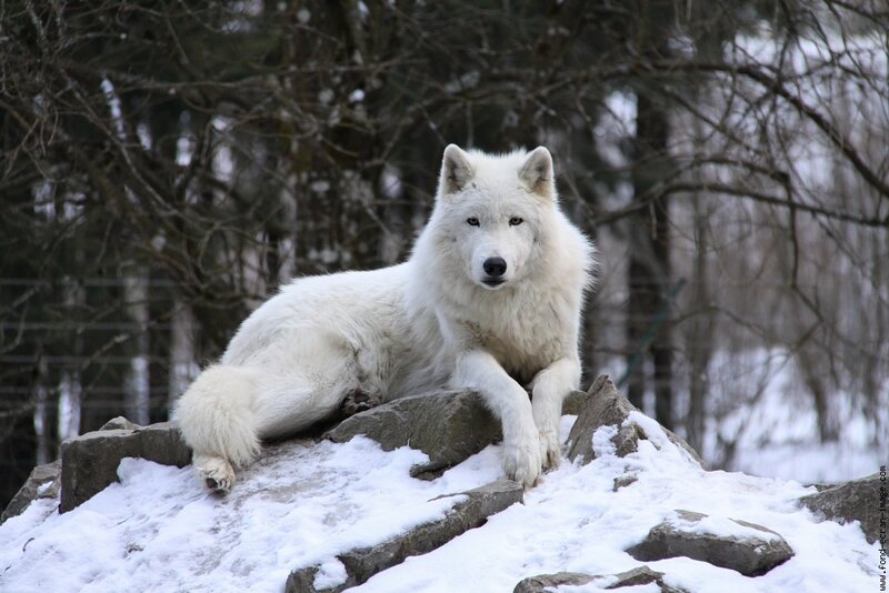 White Wolf on Rocks — Calm