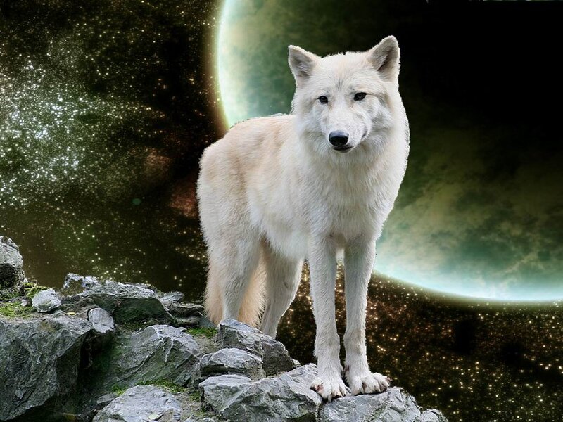 White Wolf on Rocks — Dramatic