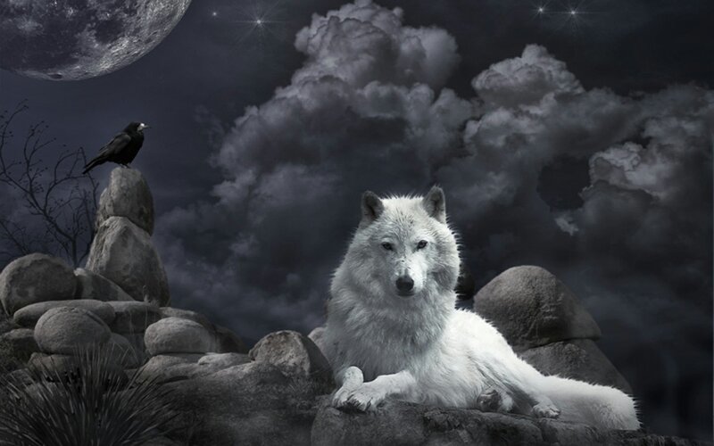 White Wolf on Rocks — Gray, Dramatic, Night, Digital Art, Crow, Moon