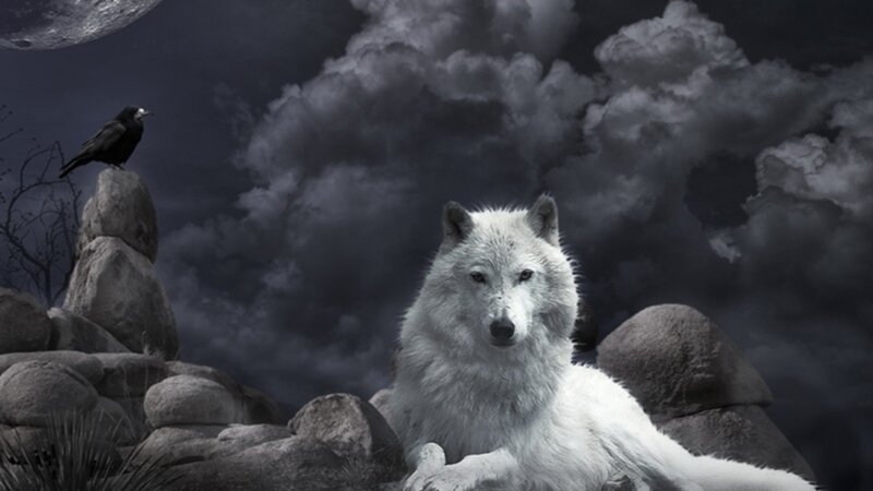 White Wolf on Rocks — Gray, Dramatic, Night, Digital Art, Crow