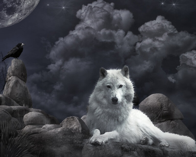 White Wolf on Rocks — Gray, Dramatic, Night, Digital Art