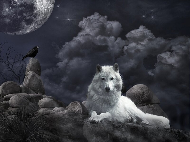 White Wolf on Rocks — Gray