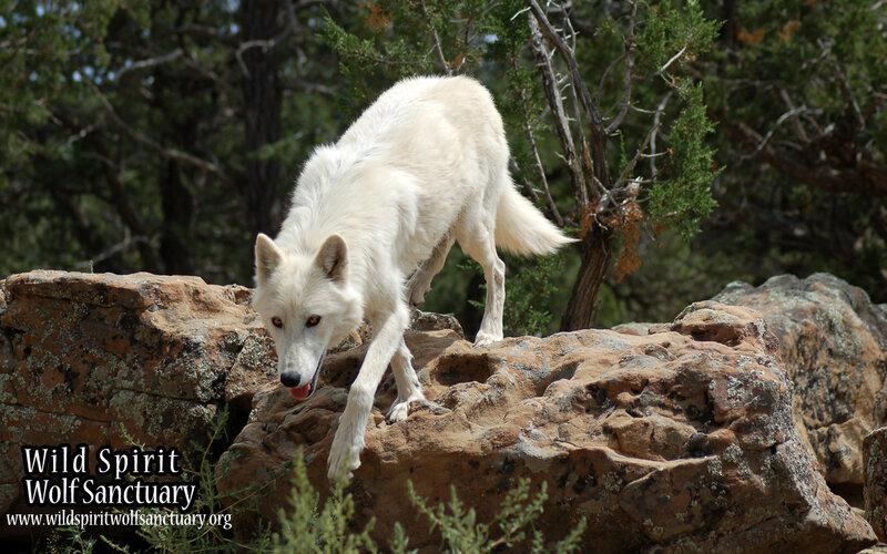 White Wolf on Rocks — Natural, Afternoon