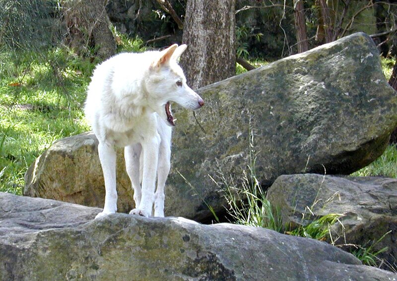 White Wolf on Rocks — Natural