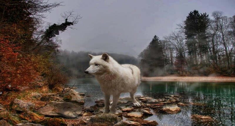 White Wolf on Rocks — Serene