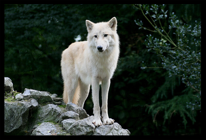 white wolf on rocks