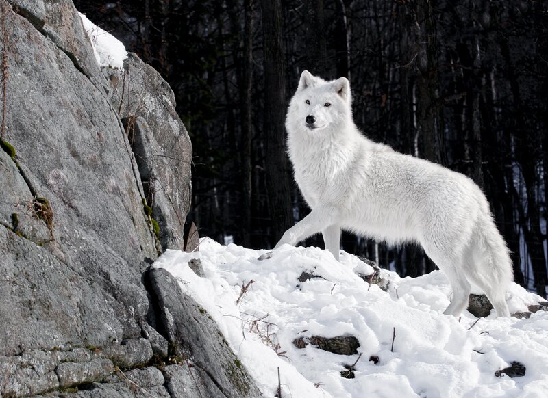White Wolf on Snow — Alert