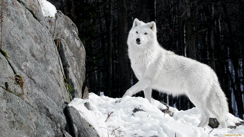 White Wolf on Snow — Dramatic