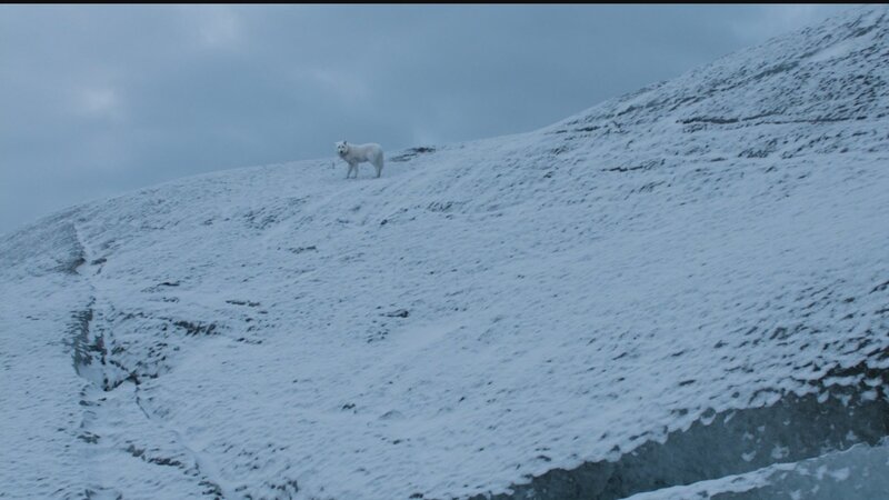 white wolf on snowy hill