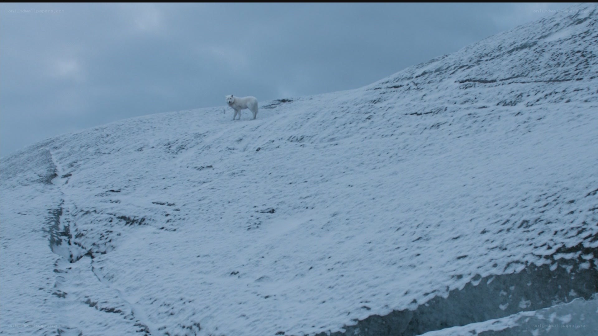 white wolf on snowy hill