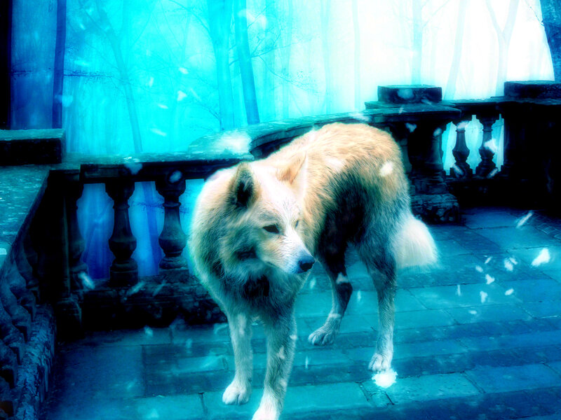 White Wolf on Stone Patio