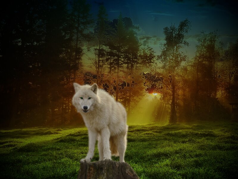 White Wolf on Stump — Green