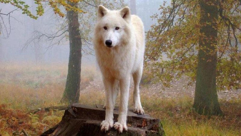 White Wolf on Stump — Misty, Autumn